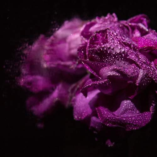 Photo #11475039