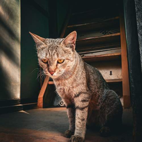 Photo #11476017