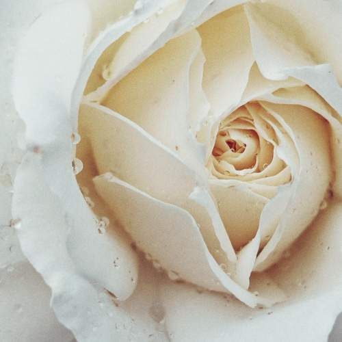 Photo #11476158