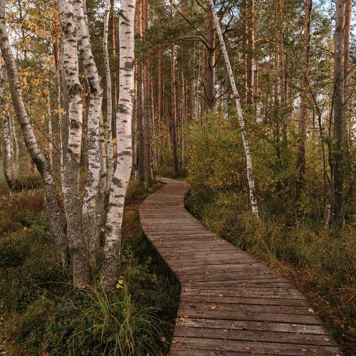 Photo #11476999