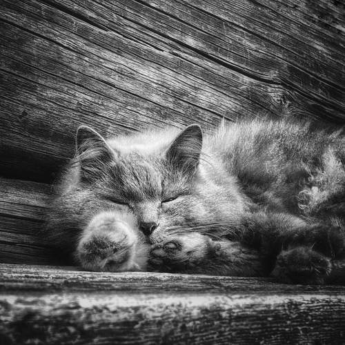 Photo #11477103