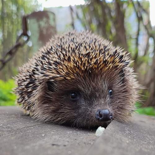 Photo #11477133