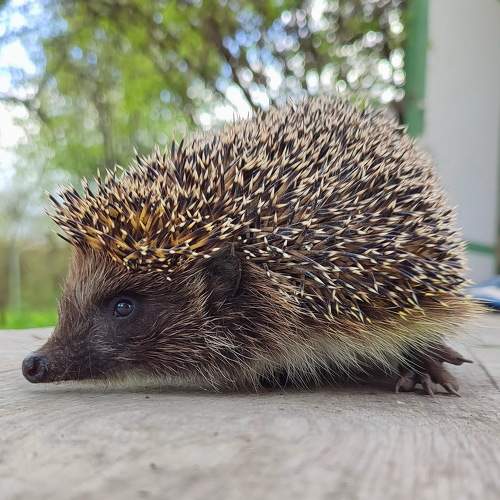 Photo #11477134