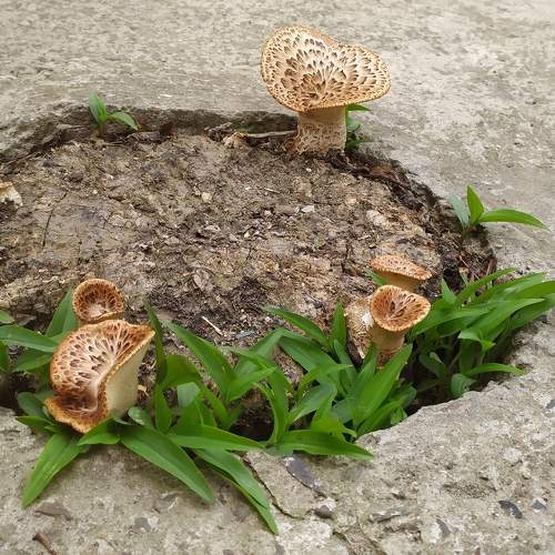 Photo #11477639