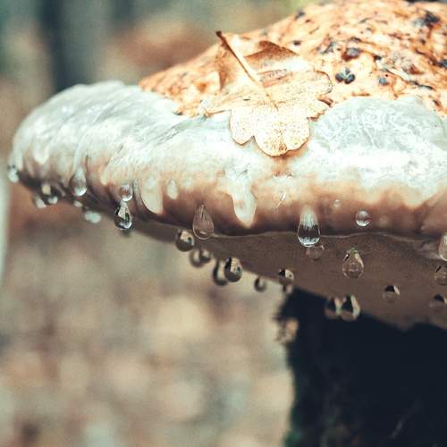 Photo #11477799