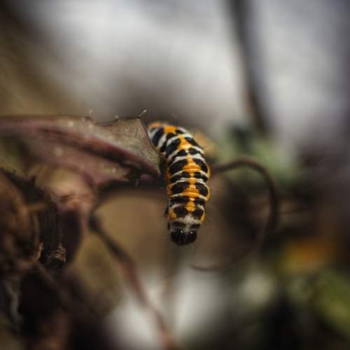 Photo #11477828