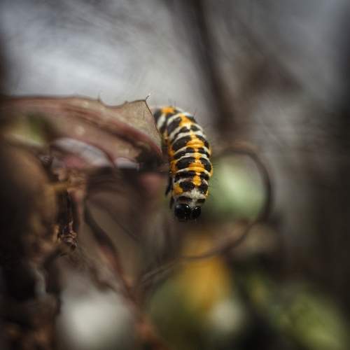 Photo #11477829