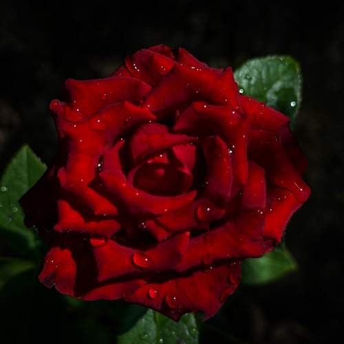 Photo #11477911