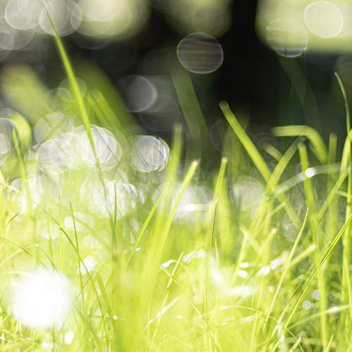 Photo #11479306