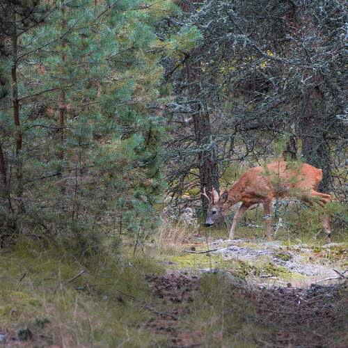 Photo #11480166