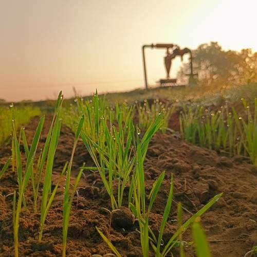 This is the golden crop, wheat.