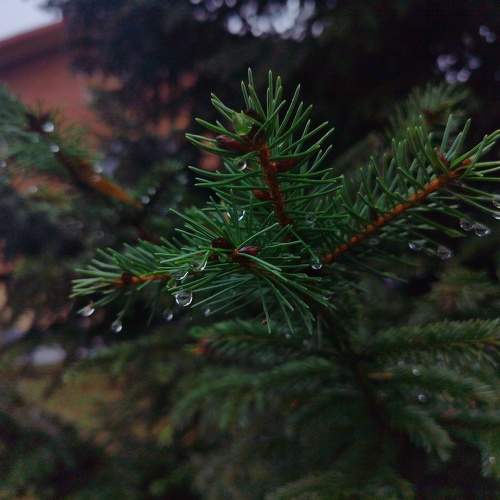Photo #11480710