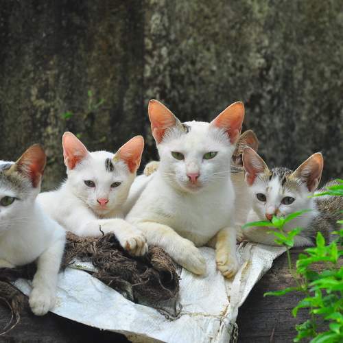 Pets