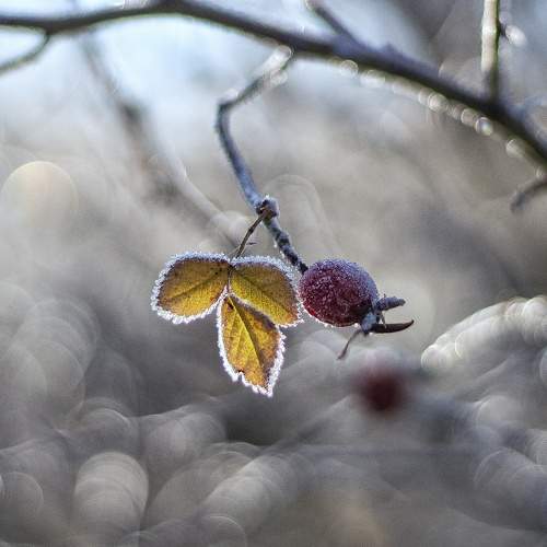 Photo #11481760