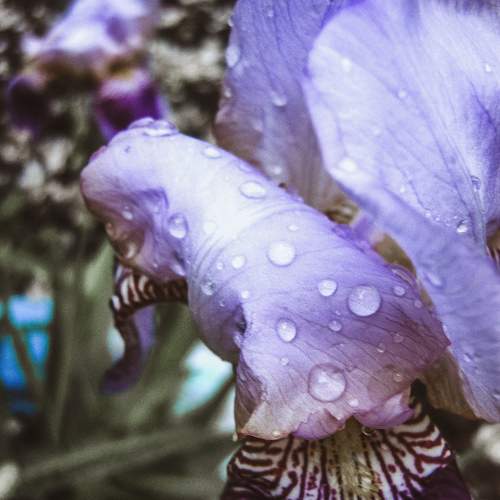 Photo #11481981