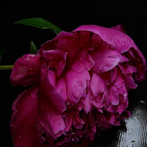 Photo #11482875