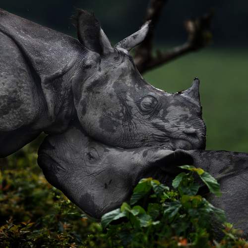 Photo #11483009