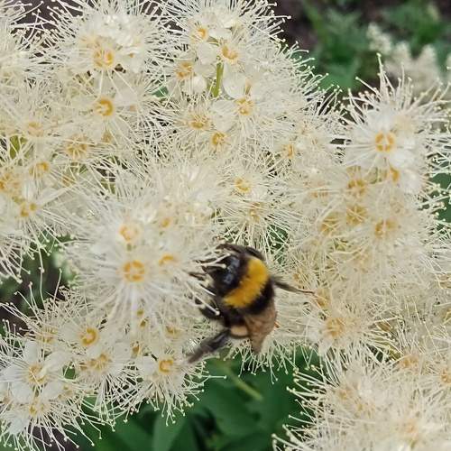 Photo #11483303