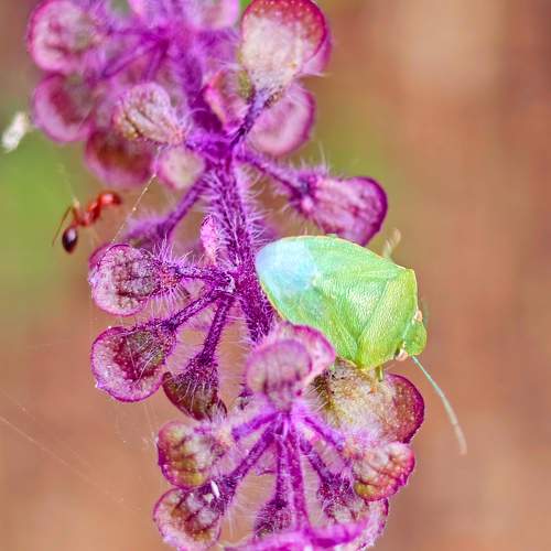 Photo #11484021