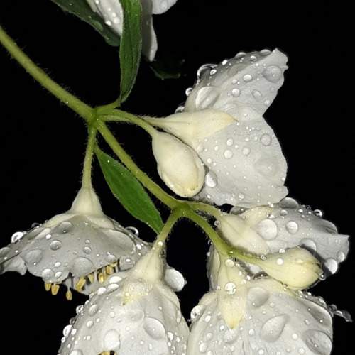 Photo #11484333
