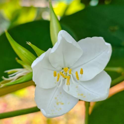 Beautiful white Flower