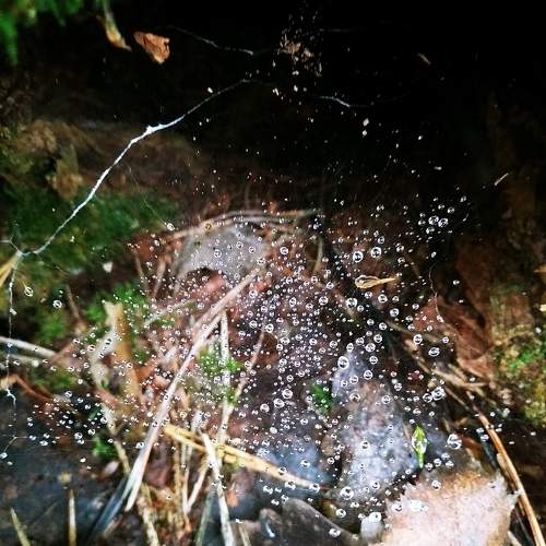 Photo #11484958
