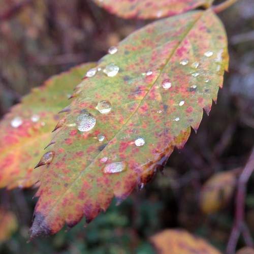 Photo #11485063