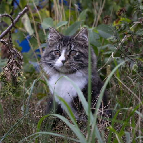 Photo #11485639