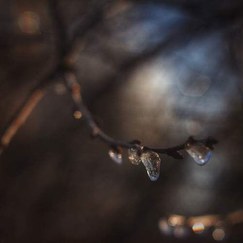 Photo #11486248
