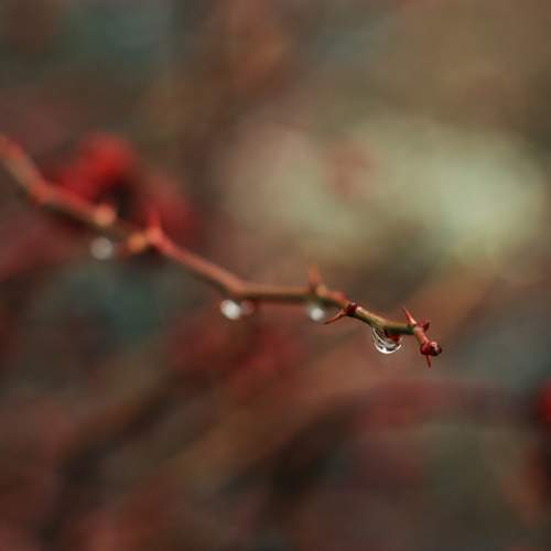 Photo #11486250