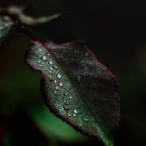 Photo #11486311