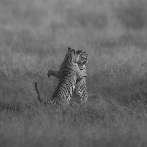 Photo #11486950