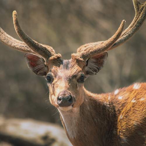 Photo #11487118