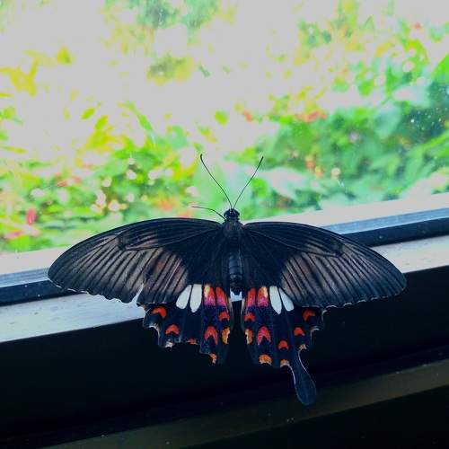 Photo #11488246
