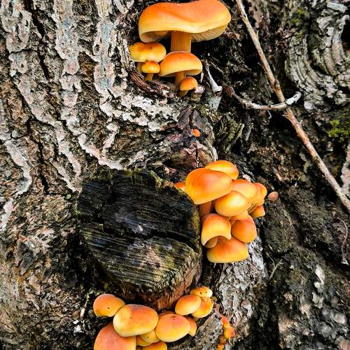 Photo #11488507