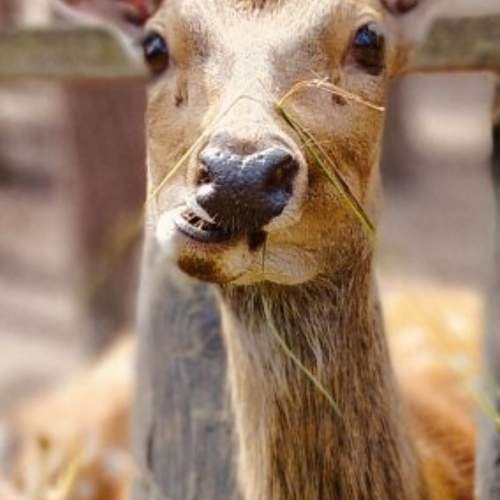 Photo #11488765