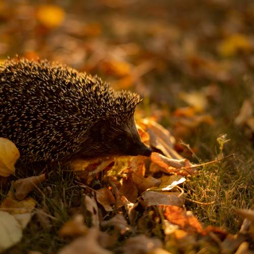 Photo #11489049