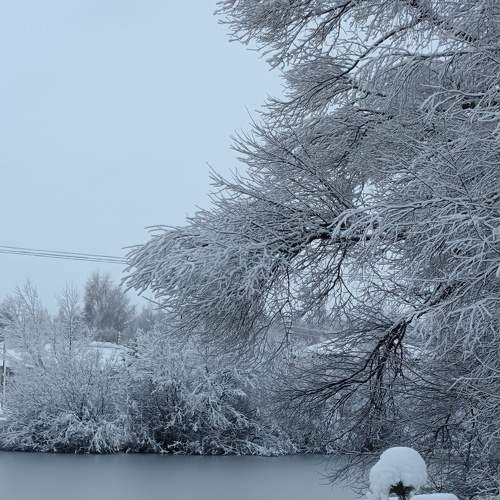 Photo #11490409