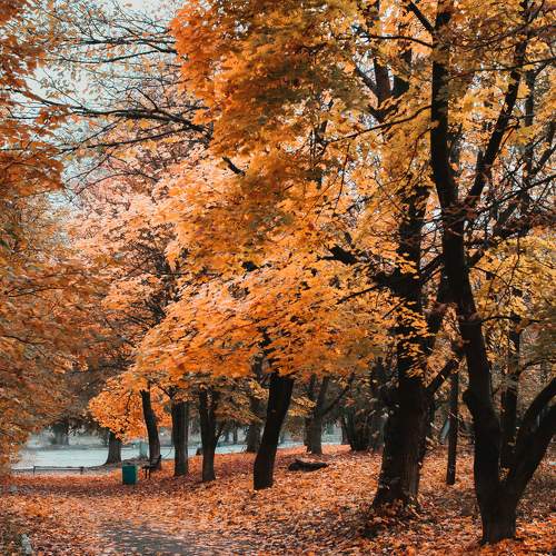 Photo #11491031