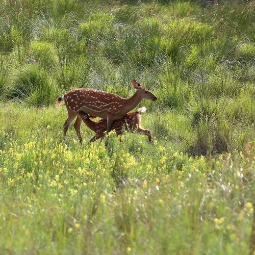 Photo #11491147