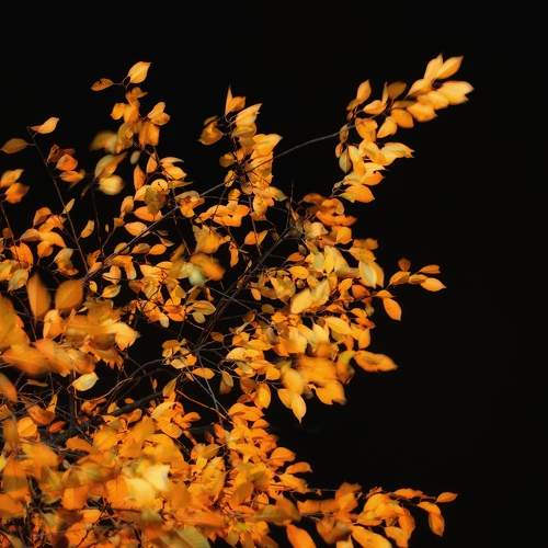 Photo #11491806