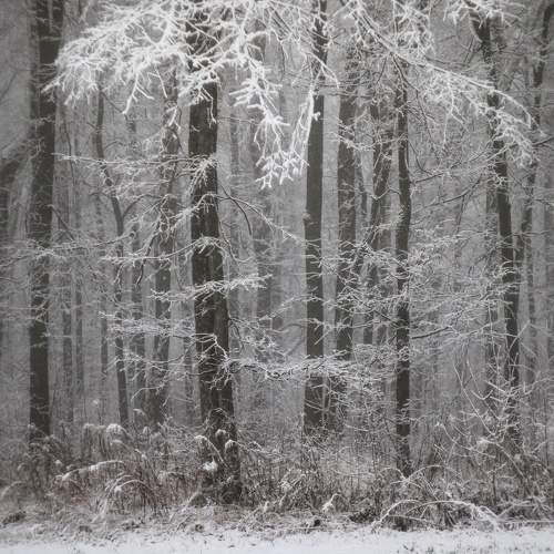Photo #11493632