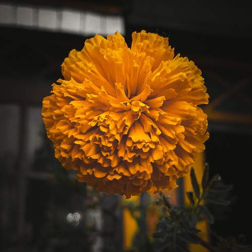 Photo #11494127