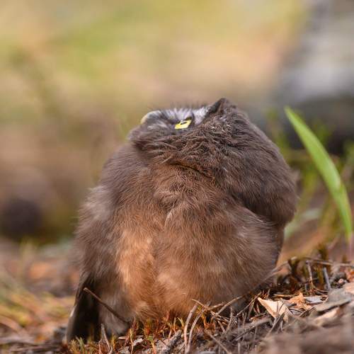 Photo #11495126