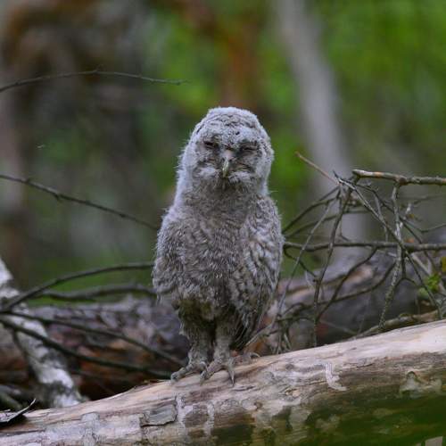 Photo #11495134