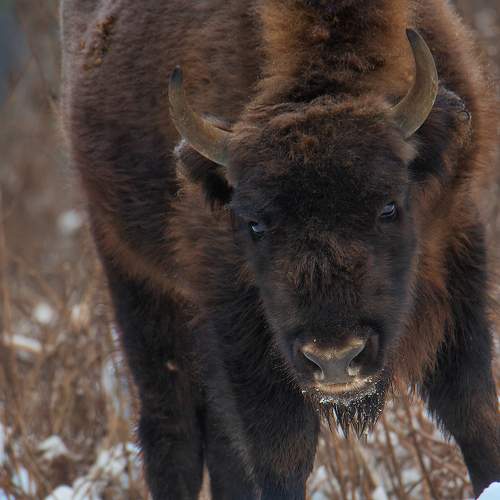 Photo #11495243
