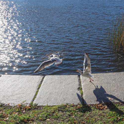 Photo #11496570