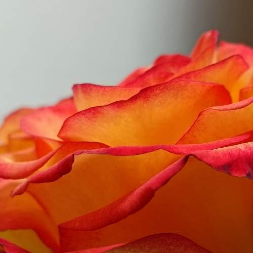 Photo #11496844
