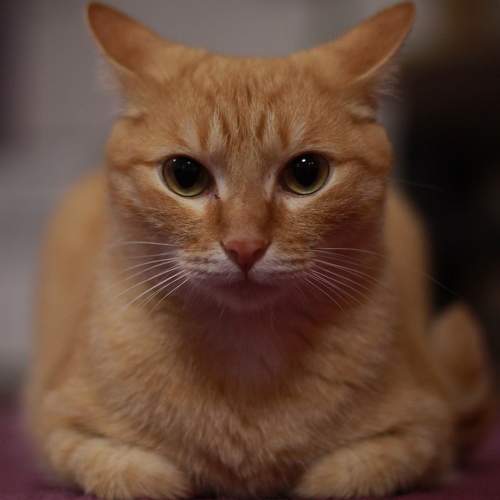 Photo #11497238