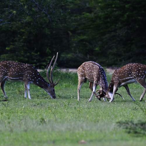 Photo #11497271